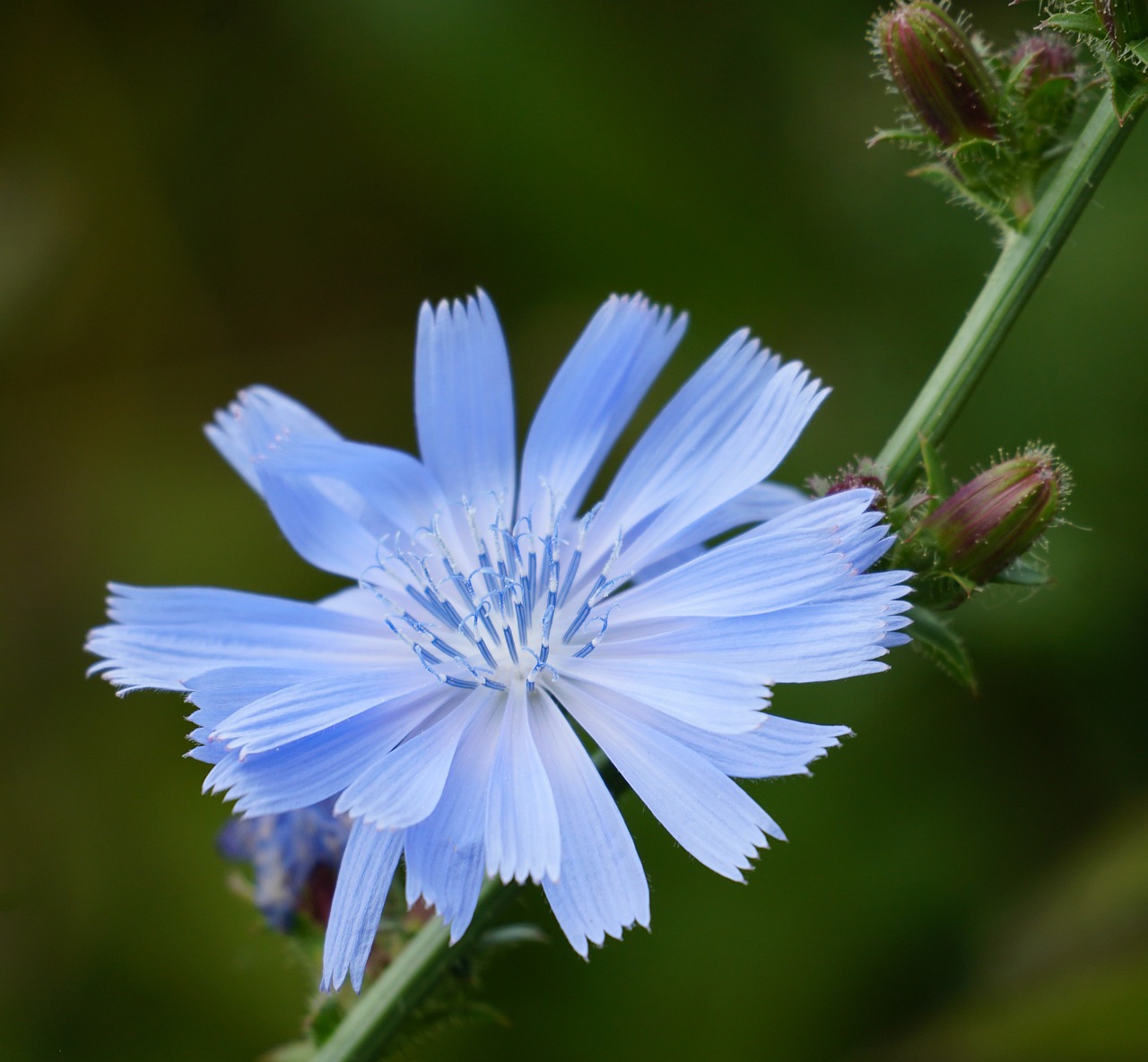 Best Tips for Growing Chicory in Containers